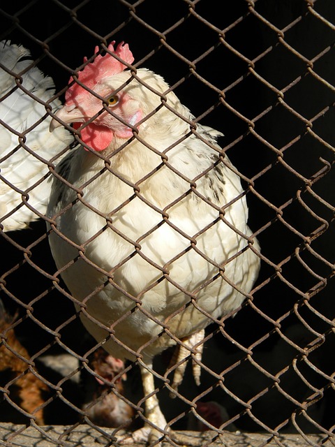 但卡榫可能 但卡榫可能