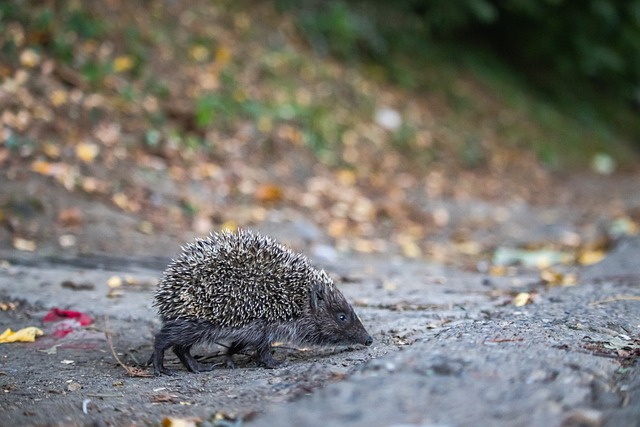 赛场外的友 赛场外的友