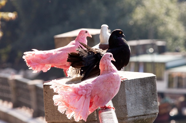 球队核心李 球队核心李
